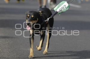 CARRERA PERROTÓN