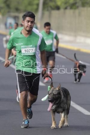 CARRERA PERROTÓN