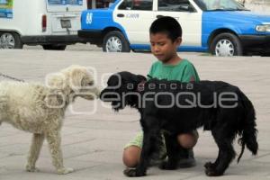 VACUNACION CANINA Y FELINA . TEHUACÁN