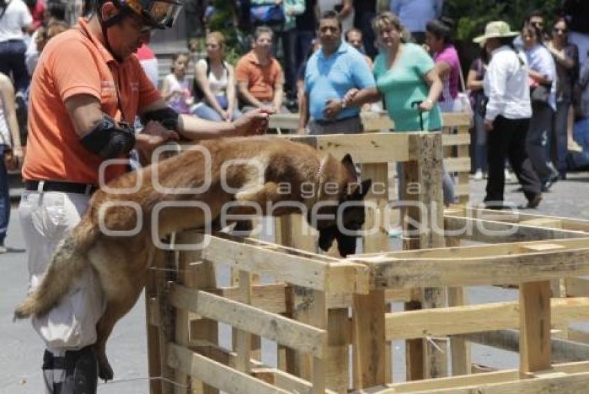 DÍA INTERNACIONAL DEL PERRO DE RESCATE