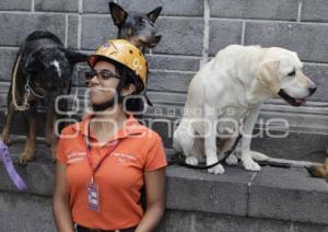 DÍA INTERNACIONAL DEL PERRO DE RESCATE