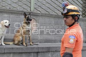 DÍA INTERNACIONAL DEL PERRO DE RESCATE