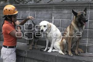 DÍA INTERNACIONAL DEL PERRO DE RESCATE