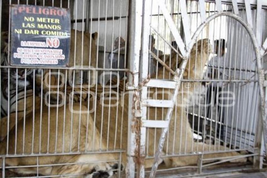 PROFEPA . TRASLADO DE ANIMALES