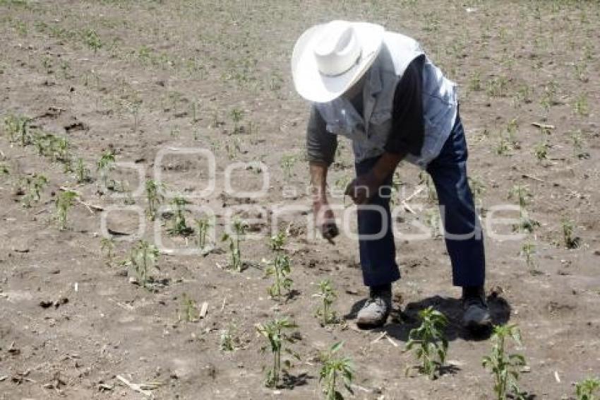 TEXMELUCAN . CULTIVOS AFECTADOS