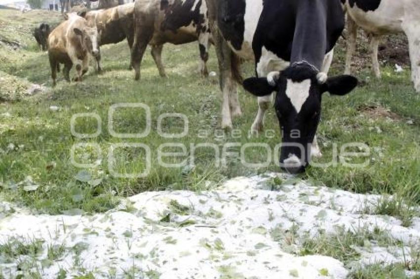 TEXMELUCAN . GRANIZO