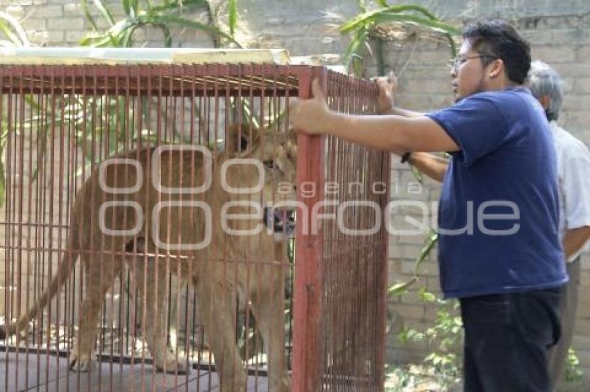 TRASLADO ANIMALES . TEHUACÁN