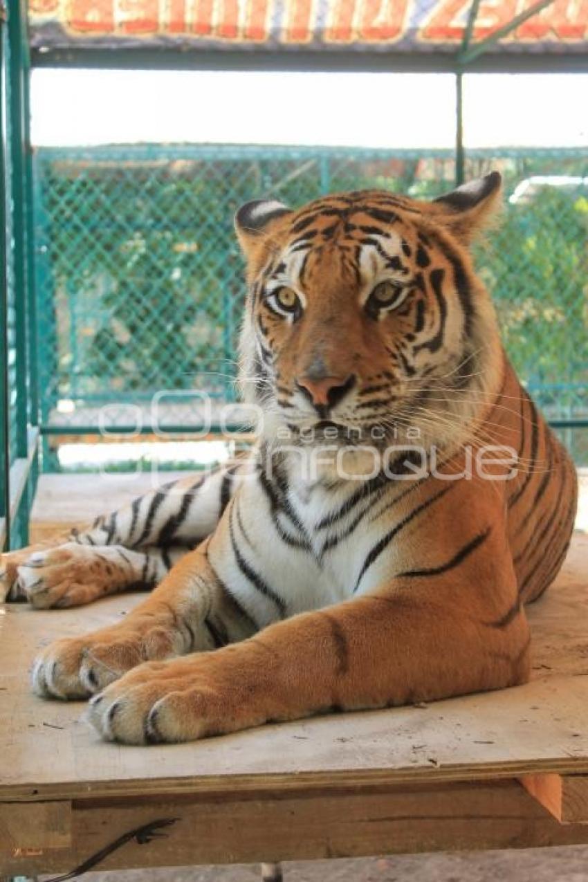 TRASLADO ANIMALES . TEHUACAN