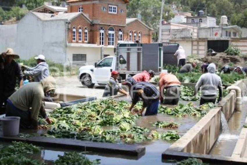 LAVADO DE VERDURAS . TEXMELUCAN