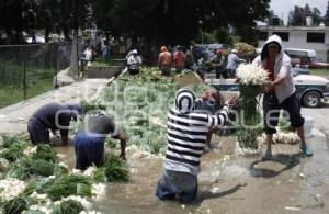 LAVADO DE VERDURAS . TEXMELUCAN