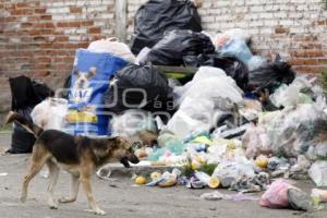 PERROS CALLEJEROS