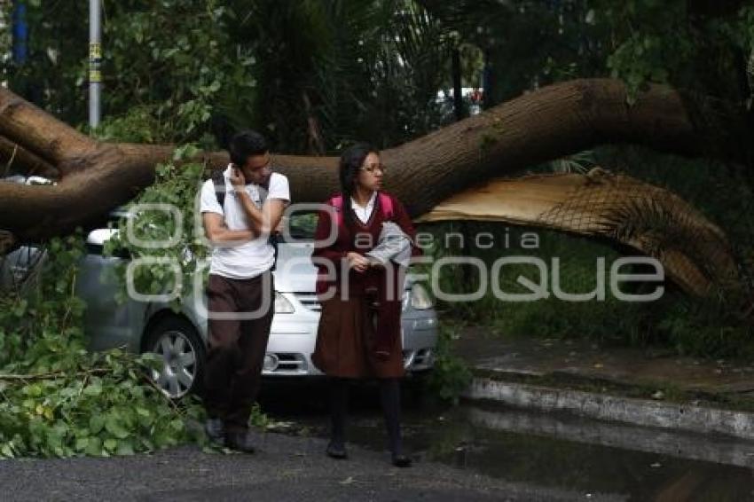 ÁRBOL CAÍDO POR LLUVIA