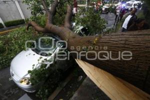 ÁRBOL CAÍDO POR LLUVIA