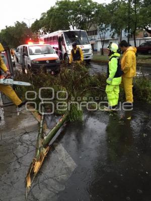 ÁRBOL CAÍDO POR LLUVIA . SAN MANUEL