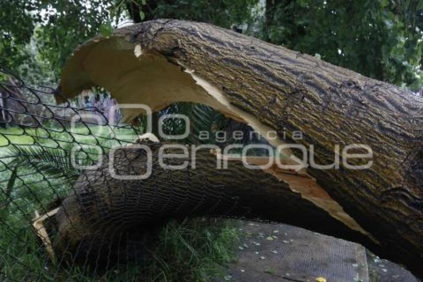 ÁRBOL CAÍDO POR LLUVIA