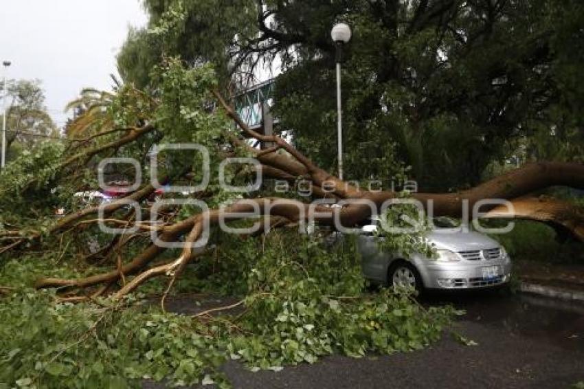 ÁRBOL CAÍDO POR LLUVIA