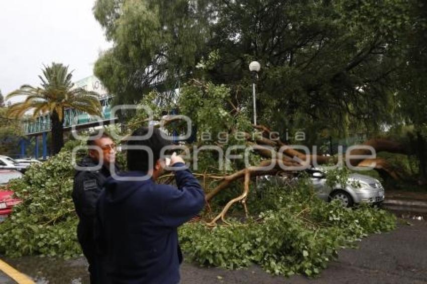 ÁRBOL CAÍDO POR LLUVIA