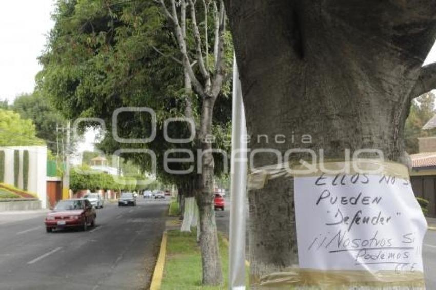 ECOLOGÍA . TALA DE ÁRBOLES