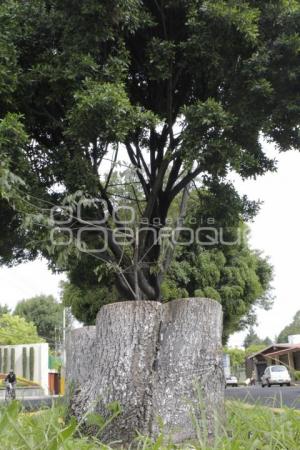 ECOLOGÍA . TALA DE ÁRBOLES