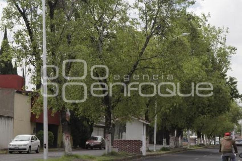 ECOLOGÍA . TALA DE ÁRBOLES