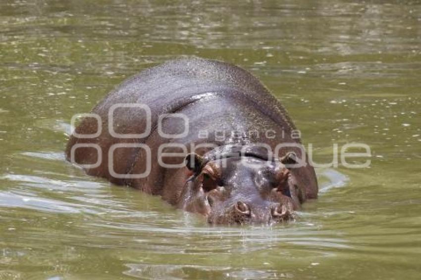 AFRICAM SAFARI