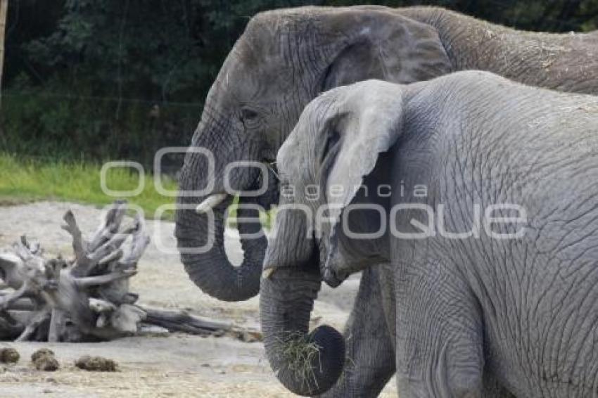 AFRICAM SAFARI