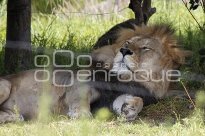 AFRICAM SAFARI