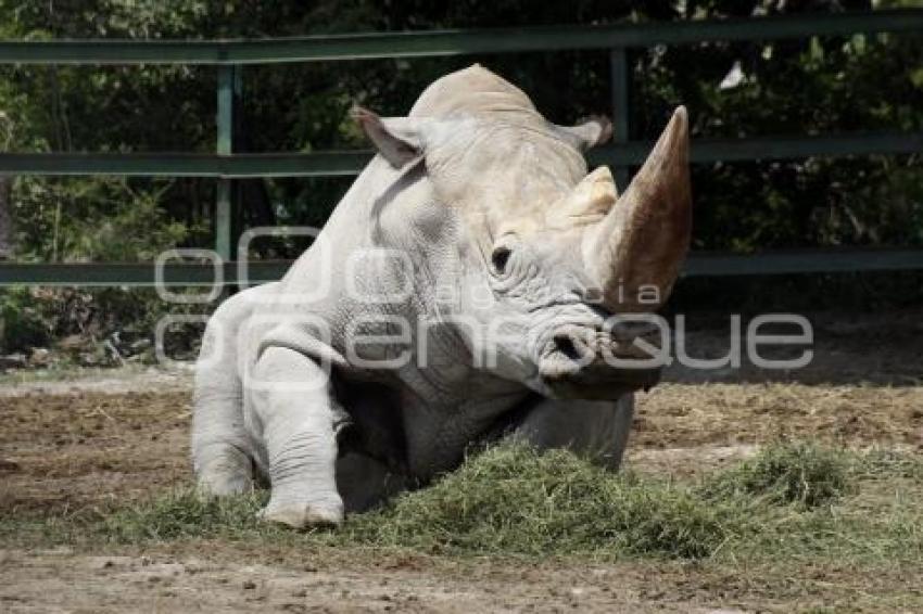 AFRICAM SAFARI