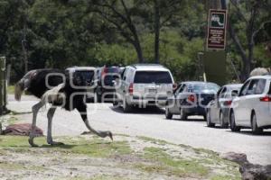 AFRICAM SAFARI