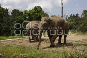 AFRICAM SAFARI