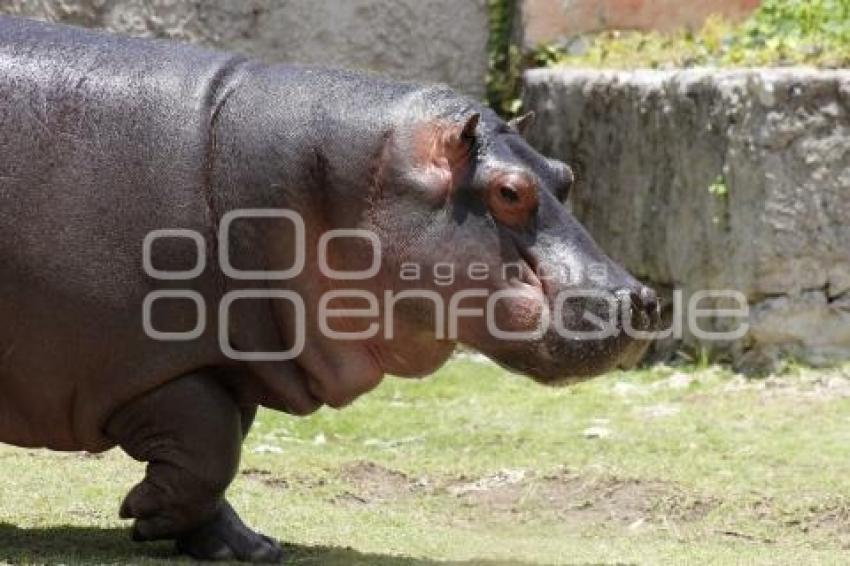 AFRICAM SAFARI