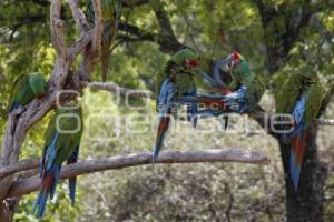 AFRICAM SAFARI