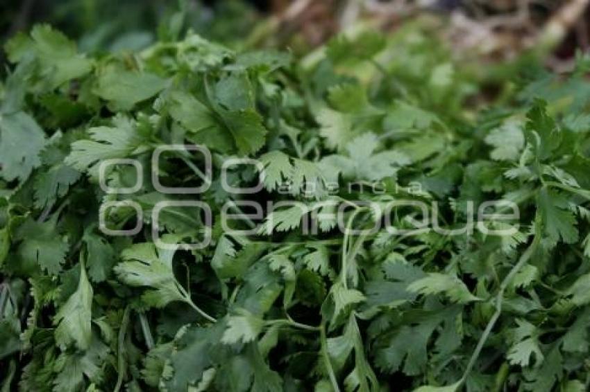 CILANTRO