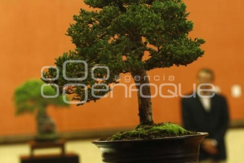 CONGRESO INTERNACIONAL DE BONSAI