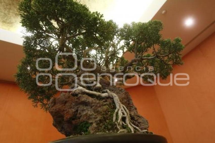 CONGRESO INTERNACIONAL DE BONSAI