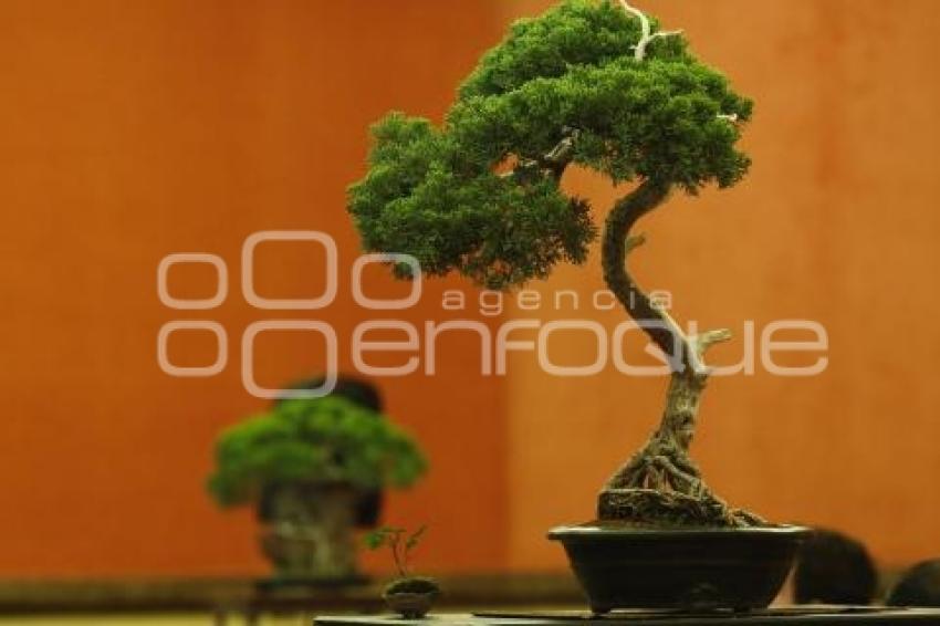 CONGRESO INTERNACIONAL DE BONSAI