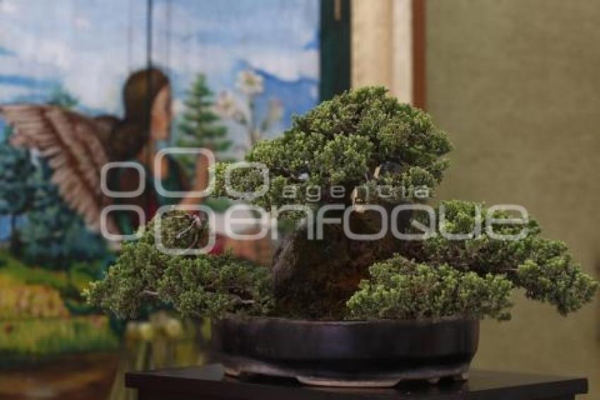 CONGRESO INTERNACIONAL DE BONSAI