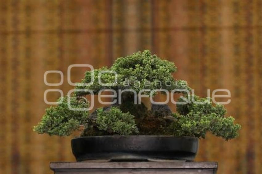 CONGRESO INTERNACIONAL DE BONSAI