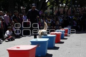 DEMOSTRACIÓN CANINA K-9