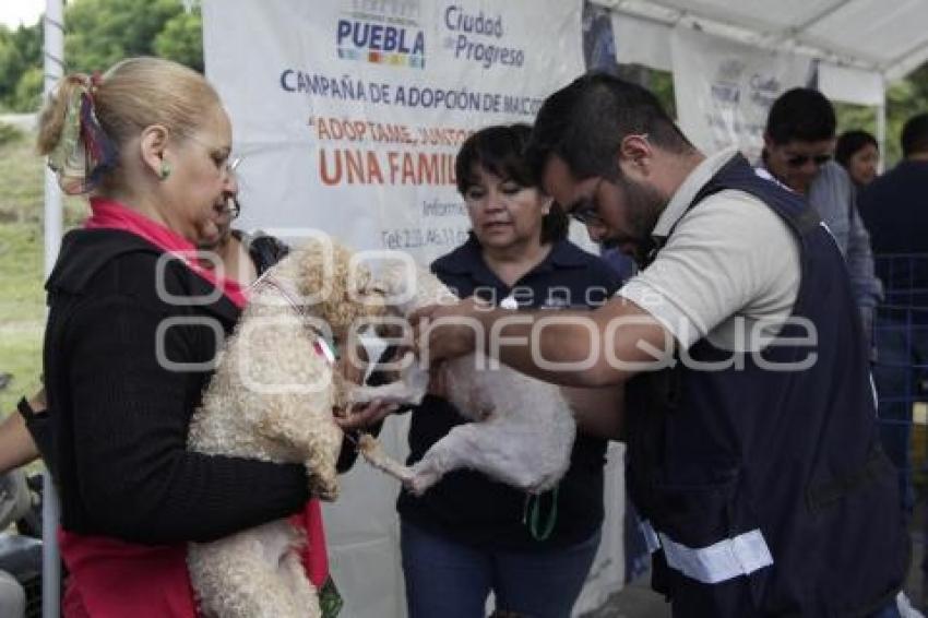 ADOPCIÓN DE MASCOTAS