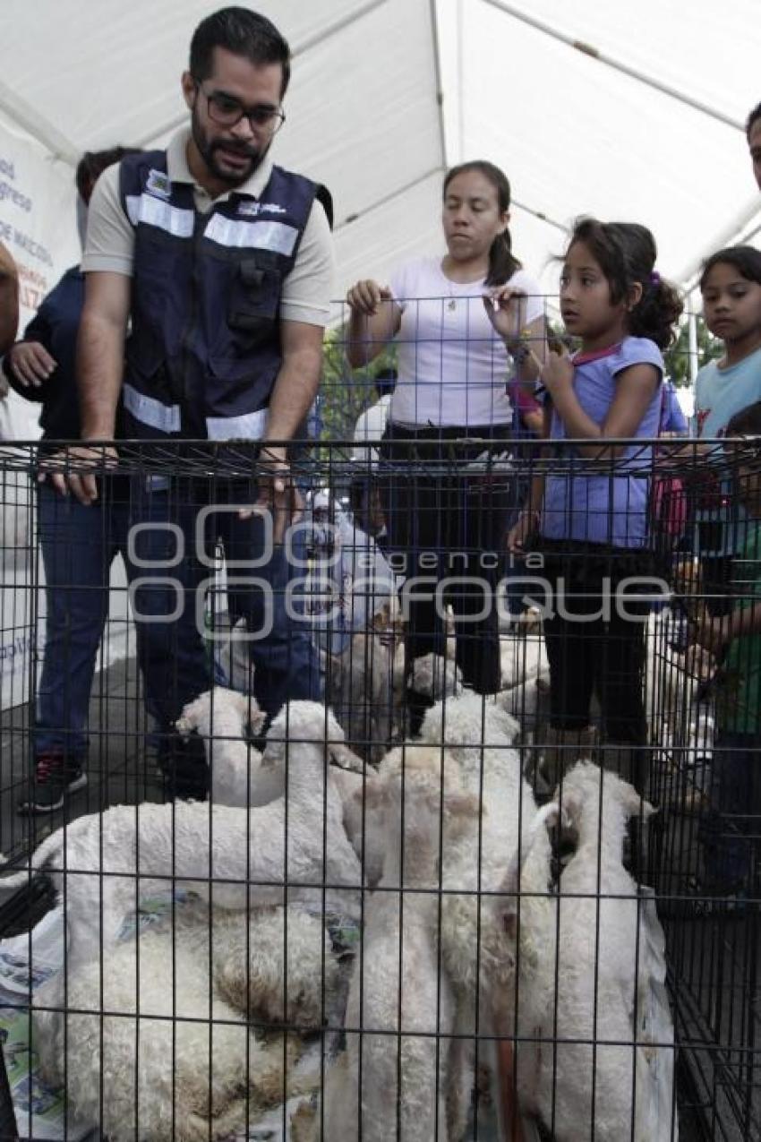 ADOPCIÓN DE MASCOTAS