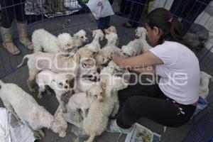 ADOPCIÓN DE MASCOTAS