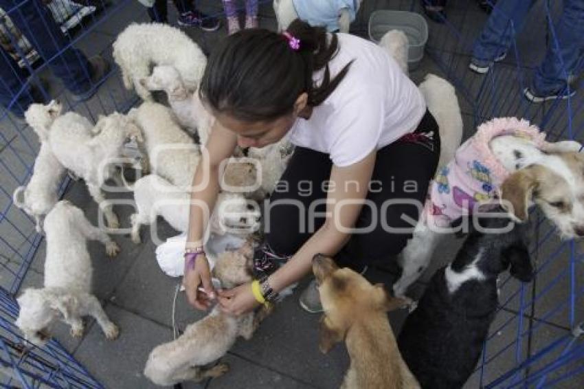 ADOPCIÓN DE MASCOTAS