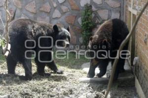 NUEVOS OSOS NEGROS. PARQUE LORO