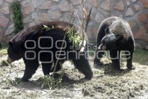 NUEVOS OSOS NEGROS. PARQUE LORO