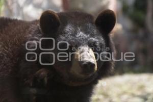 NUEVOS OSOS NEGROS. PARQUE LORO