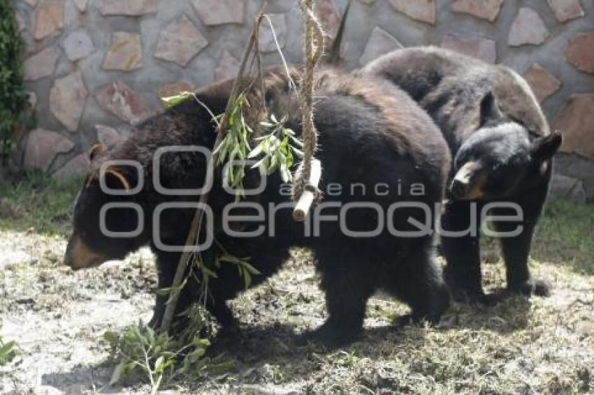 NUEVOS OSOS NEGROS. PARQUE LORO