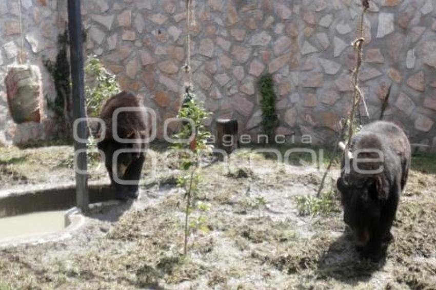 NUEVOS OSOS NEGROS. PARQUE LORO