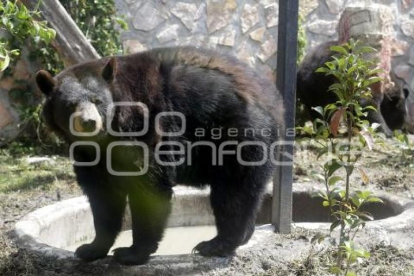 NUEVOS OSOS NEGROS. PARQUE LORO