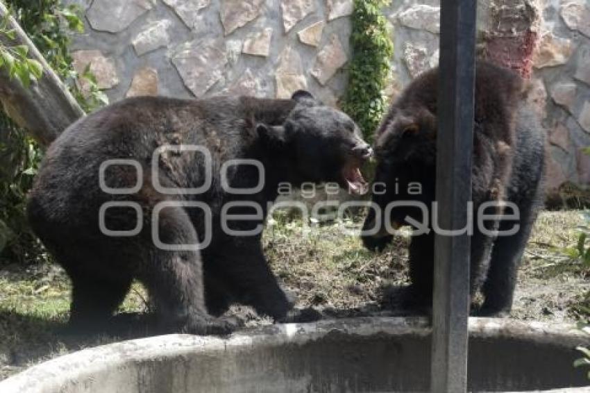 NUEVOS OSOS NEGROS. PARQUE LORO